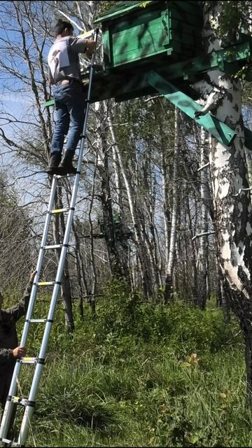 Сокол балобан. Выпуск