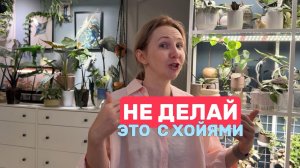 10 ОШИБОК при выращивании хой, которые я проверила на себе