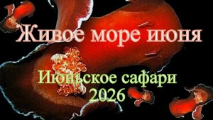 Живое море июня. Июньское сафари 2026