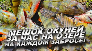 ПОПАЛИ НА ЖОР ОКУНЯ В ИЮНЕ! КЛЮЕТ НА КАЖДОМ ЗАБРОСЕ!