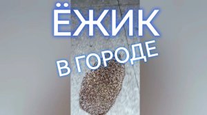Ставрополь: ежик 🦔 в центре города