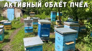 Пчёлы активно облетываются | Что происходит на пасеке сейчас!