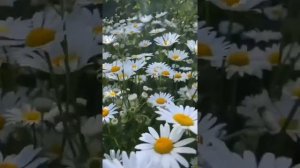 🌼🌼🌼