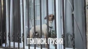 Беженец🇬🇪ТБИЛИСИ. МАЙН КАМПФ В СВОБОДНОЙ ПРОДАЖЕ. КОРМЛЮ КОТЕЕК. ВРЕМЕННО ЗАСЕЛИЛИСЬ В ОТЕЛЬ 20$