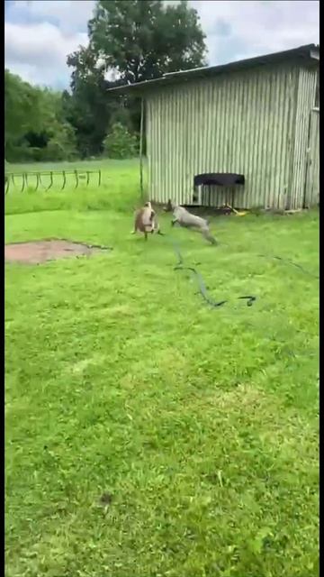 А внутри у них точно батарейки!