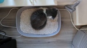 7 СМЕРТЕЛЬНЫХ ОШИБОК при чистке лотка вашего кота (98% хозяев делают это!)