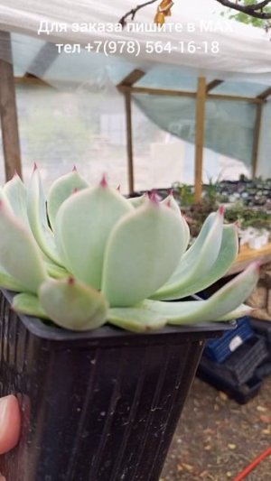 Echeveria Chihuahuensis (Эхеверия)