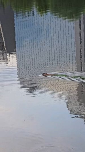 Водяная крыса в реке Северский Донец, Белгород