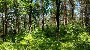 прогулка по берегу