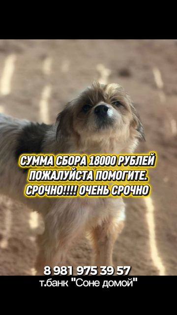 Соня , может стать домашней , если мы поможем !!!
