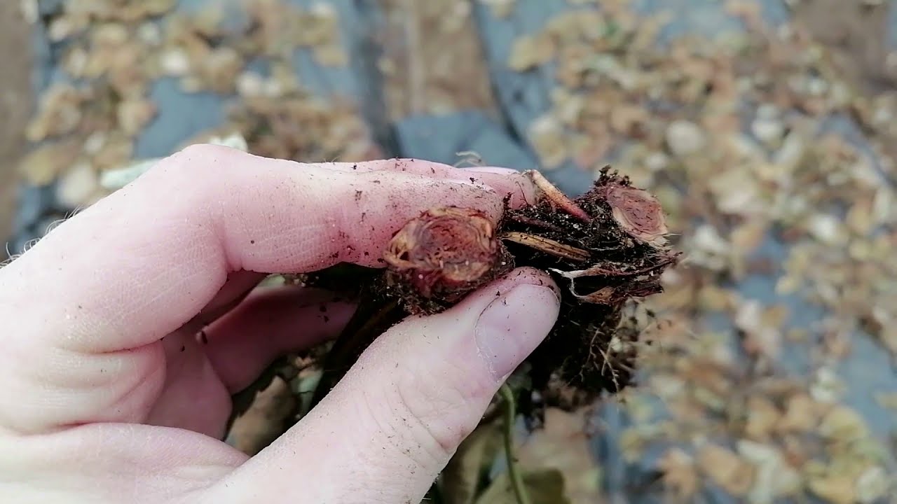 Земляника🍓 схватила гнили и замерзла в хлам! смотреть онлайн