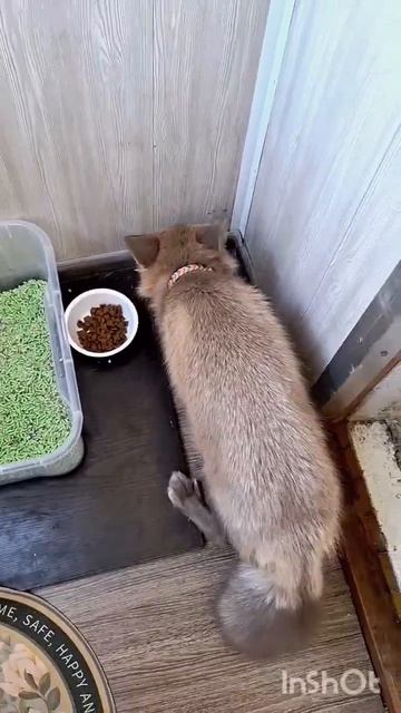 еда для Кеши смотреть онлайн