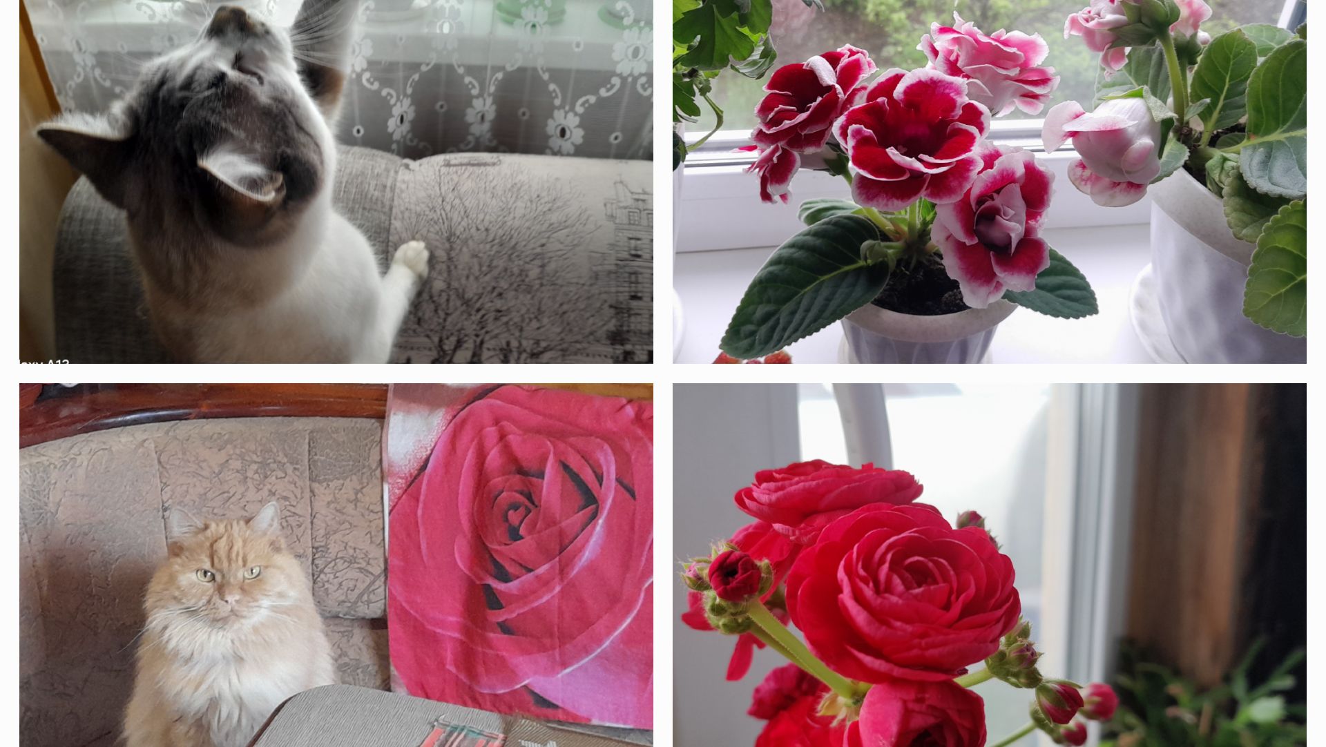 LoveVlog Домик🏡с окнами в☘️сад 21.06.2026/Жасмин🌸Калина🍀лечебный чай зимой/Цветы моё хобби