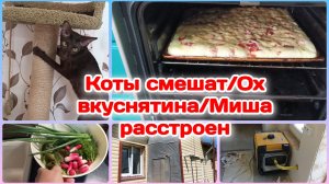 Коты смешат/Ох вкуснятина/Миша расстроился/Много дел сделали   Часть 3