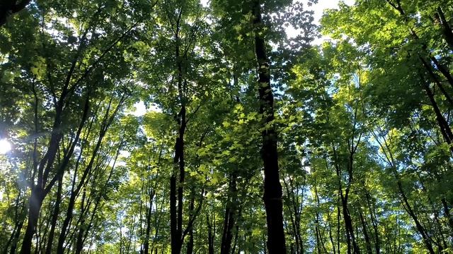 Ясный день в лесу смотреть онлайн