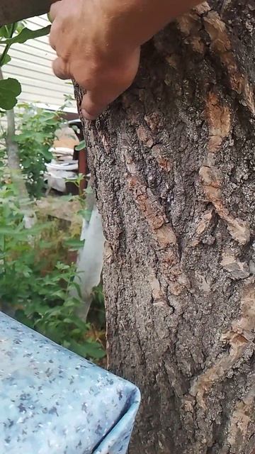 Облет молодой пчелы в колоде 🌳🐝