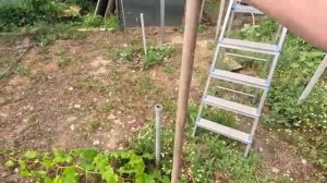 Жизнь вне орхидей. с ПЕРЕПЕЛИНОЕ яйцо ЧЕРЕШНЯ ⧸⧸ временная опора для КИШМИША