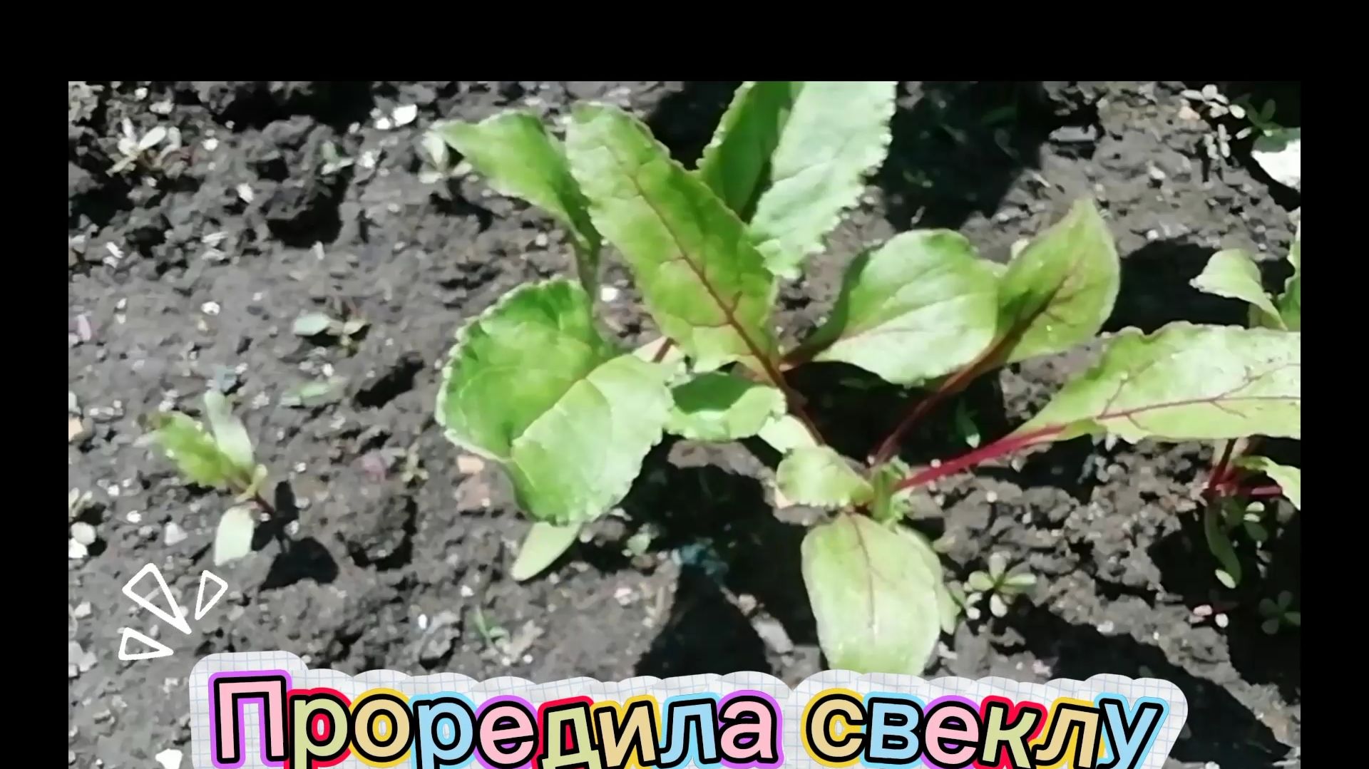 Проредила свёклу