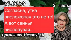 3 часть. Согласна, утка вислож@пая это не то❗️А вот свинья вислопузая . .