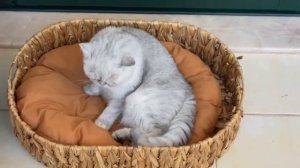 СМЕРТЕЛЬНЫЕ ошибки летом, которые убивают здоровье твоего кота — и как его СПАСТИ!
