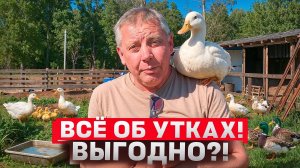 КАК ВЫРАСТИТЬ УТОК И НЕ РАЗОРИТЬСЯ? 💸 Мой опыт 6 лет