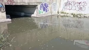 В Новороссийске из ливневки выплывала мертвая рыба