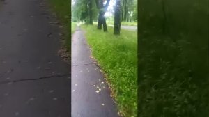 вечерний стрим