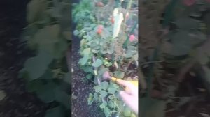 Собрал урожай у соседки.