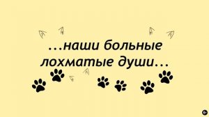 1500 подарков Лохматой Душе