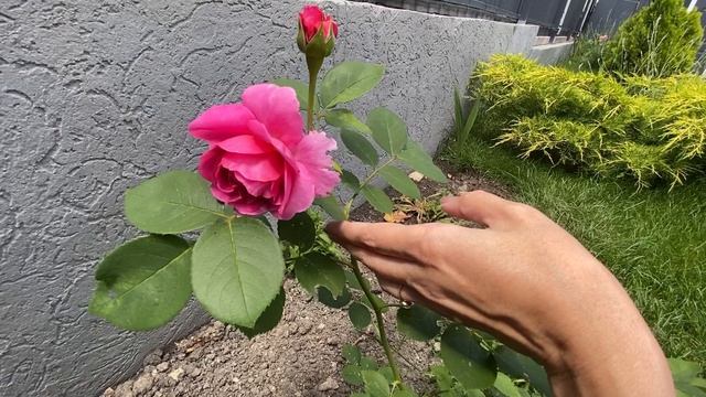 Наше утро и сад 🪴! Розы 🌹 распускаются ! смотреть онлайн