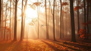 The Forest Remembers - Atmospheric Ambient Guitar for Autumn Reflection - Post Rock Ambience - Chill