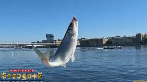 Рыбалка ЛОВИМ РЫБУ НЕВЫ КЛЮЁТ КАК ПРИВЯЗАННАЯ СМЕНИЛ МЕСТО ЛОКАЦИИ УЙДЯ МОСТ  ПОЛОВИТЬ ХИЩНИКА