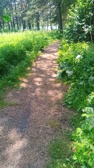 Заброшенная тропа в лесном парке