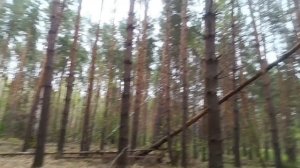 Поисковый сборник / поиск монет с металлоискателем / Последнее видео на канале / рутюб не платит