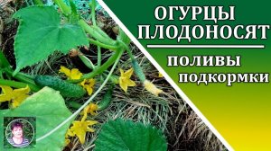 Чем подкормить огурцы во время плодоношения: поливы и подкормки для большого урожая