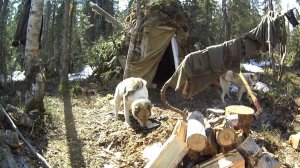 Жизнь и приключения таёжного бродяги # 2.1 Эпизоды. Май 2026