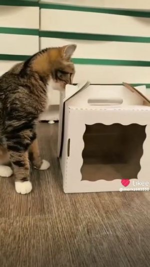 коти 2