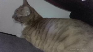 котэээ