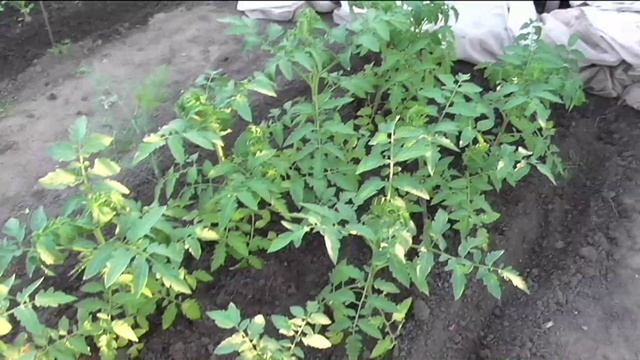 Помидоры в июне, сорта.