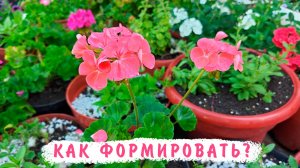 Как правильно формировать пеларгонию в открытом грунте!