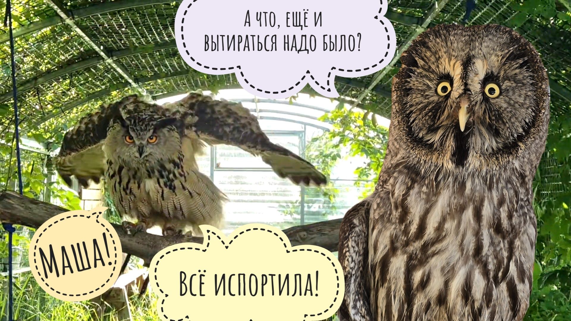 Мокренькие совы ранним утром! Сова филин Ёль в тазике, неясыть Кофи на просушке смотреть онлайн