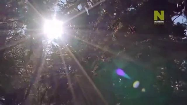 Удивительный животный мир. Швейцария.