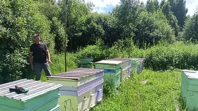 Покажу вам Чудо  Природы 🍯🍯🍯Очень много труда и забот..