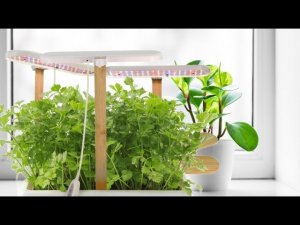 Свет для цветов и рассады Phyto lamp Light for flowers and seedlings #цветы #flowers #plants