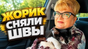 Жорик. Сняли швы.