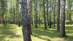 Прогулка по парку. Июнь 2026 год