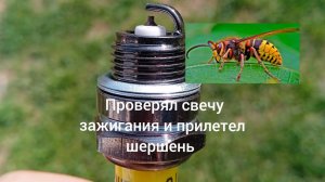 Как проверить свечу зажигания на мотокосе?  Прилетел шершень!!!