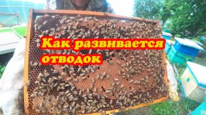 КАК РАЗВИВАЮТСЯ ОТВОДКИ НА НЕПЛОДНЫХ МАТОК ВО ВТОРОМ КОРПУСЕ ПОД СПЛОШНОЙ ПЕРЕГОРОДКОЙ.