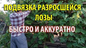 ПОДВЯЗКА РАЗРОСШЕЙСЯ ЛОЗЫ БЫСТРО И АККУРАТНО