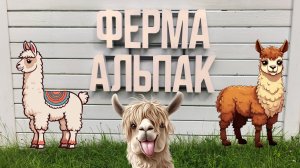 Поездка на ферму Альпак в Щёлково
